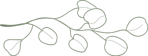eucalyptus branch drawing